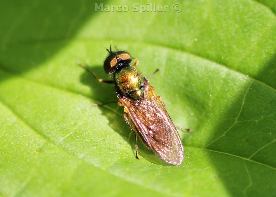 Chloromyia formosa